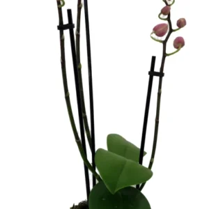 Moth Orchid Plant - 4 Inch Pot - Easy Indoor Houseplant