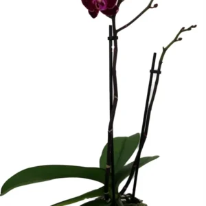 Moth Orchid Plant - 4 Inch Pot - Easy Indoor Houseplant
