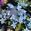 Mountain Hydrangea Bush - Tuff Stuff Ah-Ha Rebloomer - 4" Pot - Flowering Shrub