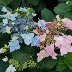 Mountain Hydrangea Bush - Tuff Stuff Ah-Ha Rebloomer - 4