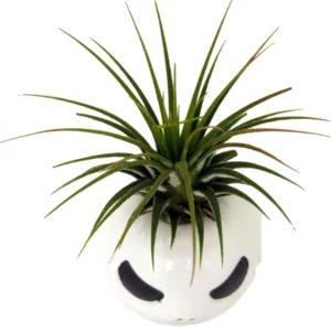 Mr. Bones Ceramic Planter with Live Air Plant - Tillandsia Included