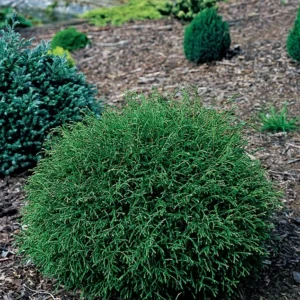 Mr. Bowling Ball Arborvitae - Dwarf Thuja Plant - 4 inch Pot - Linesville Evergreen