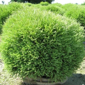 Mr. Bowling Ball Arborvitae - Dwarf Thuja Plant - 4 inch Pot - Linesville Evergreen