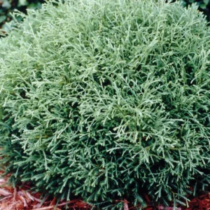 Mr. Bowling Ball Arborvitae - Dwarf Thuja Plant - 4 inch Pot - Linesville Evergreen