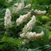Mr. Mustard False Spiraea Plant - 4 inch Pot - Sorbaria Sorbifolia - White Flowers