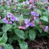 Mrs. Moon Lungwort Perennial Plant - 4 Inch Pot - Shade Garden Favorite