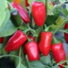 Mucho Nacho Jalapeno Pepper Plant - 2.5 inch Pot - Mild Pepper
