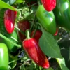 Mucho Nacho Jalapeno Pepper Plant - 4 inch Pot - Mild Heat Pepper
