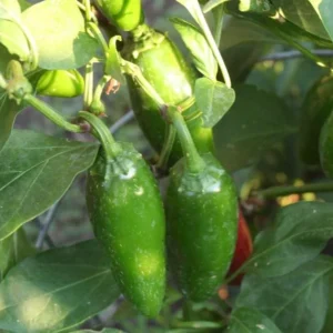 Mucho Nacho Jalapeno Pepper Plant - 4 inch Pot - Mild Heat Pepper