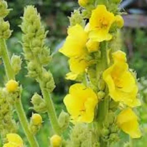 Mullein Plant Verbascum Thapsus - 10 Organic Bare Root Native Wildflower