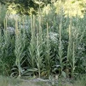 Mullein Plant Verbascum Thapsus - 10 Organic Bare Root Native Wildflower