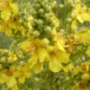 Mullein Plant Verbascum Thapsus - 3 Organic Bare Root Native Wildflower No Foliage