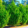 Murray Cypress Tree 30 Live Plants Upright Evergreen Privacy Screen Perennial Starter Plant Landscape