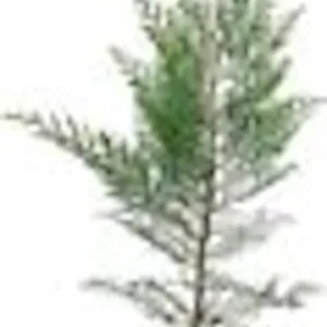 Murray Cypress Tree 30 Live Plants Upright Evergreen Privacy Screen Perennial Starter Plant Landscape
