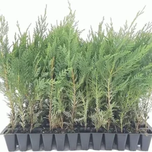 Murray Cypress Tree 30 Live Plants Upright Evergreen Privacy Screen Perennial Starter Plant Landscape