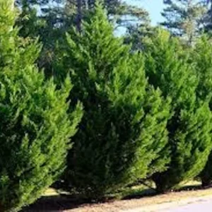 Murray Cypress Tree 30 Live Plants Upright Evergreen Privacy Screen Perennial Starter Plant Landscape