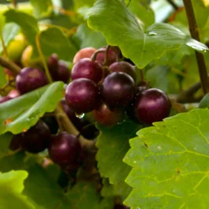 Muscadine Grape Plant - 3 Southern Home Black Grape Vine Starter Plants - Edible Fruit Vine