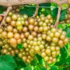 Muscadine Grape Plant - Carlos Vitis Rotundifolia Starter Vine - Sweet Edible Perennial
