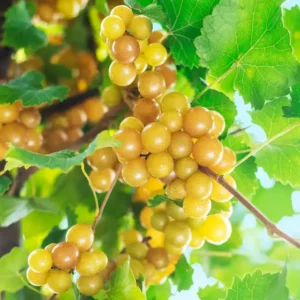 Muscadine Grape Plant - Carlos Vitis Rotundifolia Starter Vine - Sweet Edible Perennial