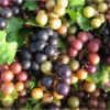 Muscadine Grape Plant Southern Home Vitis Spa Black Grape Starter Plant Fruit Edible Cold Hardy Perennial