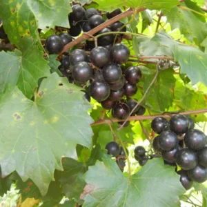 Muscadine Grape Plant Southern Home Vitis Spa Black Grape Starter Plant Fruit Edible Cold Hardy Perennial
