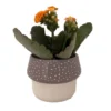 Mushroom Planter with Calandiva Succulent Gray Ceramic 3 inch Pot