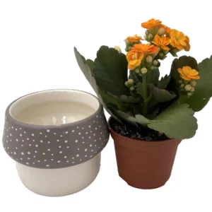 Mushroom Planter with Calandiva Succulent Gray Ceramic 3 inch Pot