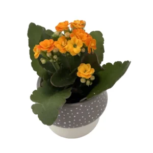 Mushroom Planter with Calandiva Succulent Gray Ceramic 3 inch Pot