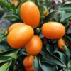 Nagami Kumquat Seedlings -Nagami Kumquat Citrus Plant-3-4 Inches Tall - Indoor Grown Healthy Plant