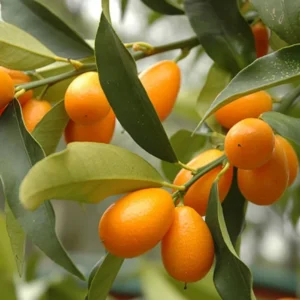 Nagami Kumquat Seedlings -Nagami Kumquat Citrus Plant-3-4 Inches Tall - Indoor Grown Healthy Plant