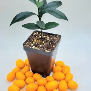 Nagami Kumquat Seedlings -Nagami Kumquat Citrus Plant-3-4 Inches Tall - Indoor Grown Healthy Plant