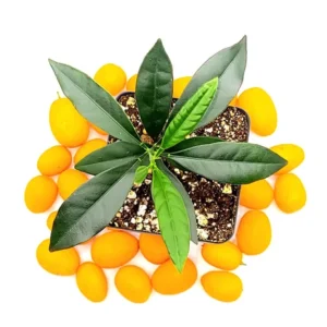 Nagami Kumquat Seedlings -Nagami Kumquat Citrus Plant-3-4 Inches Tall - Indoor Grown Healthy Plant