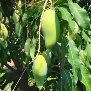 Nam Doc Mai Mango Tree - Grafted Sweet Fruit Tree - 2-3 Feet - 3 Gallon