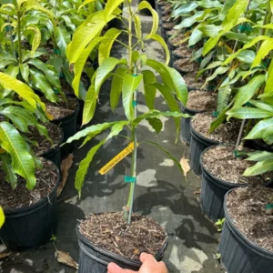 Nam Doc Mai Mango Tree - Grafted Sweet Fruit Tree - 2-3 Feet - 3 Gallon