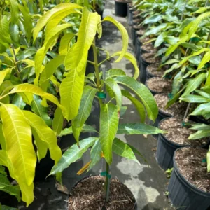 Nam Doc Mai Mango Tree - Grafted Sweet Fruit Tree - 2-3 Feet - 3 Gallon