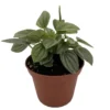 Napoli Nights Peperomia - Potted Plant - 2.5 Inch Pot - Unique Foliage