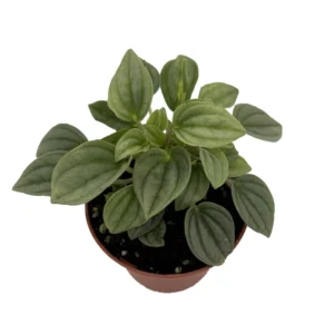 Napoli Nights Peperomia - Potted Plant - 2.5 Inch Pot - Unique Foliage