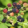 Navaho Thornless Blackberry Plant - Live Bushes 5-8 Inches - Fruit Trees