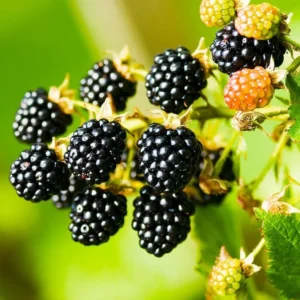 Navaho Thornless Blackberry Plant - Live Bushes 5-8 Inches - Fruit Trees