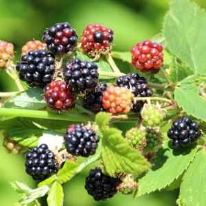 Navaho Thornless Blackberry Plant - Live Bushes 5-8 Inches - Fruit Trees