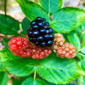 Navaho Thornless Blackberry Plant - Live Bushes 5-8 Inches - Fruit Trees