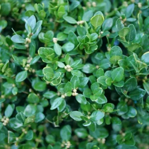 Neatball Boxwood Buxus Microphylla Plant 4-inch Pot