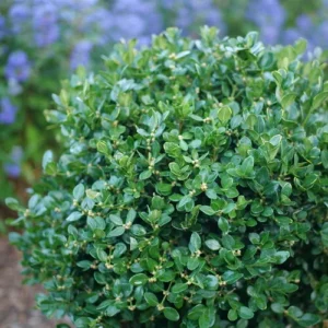 Neatball Boxwood Buxus Microphylla Plant 4-inch Pot