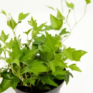 Needlepoint Ivy Plants 48 Pack - Hardy Groundcover in 1 3/4