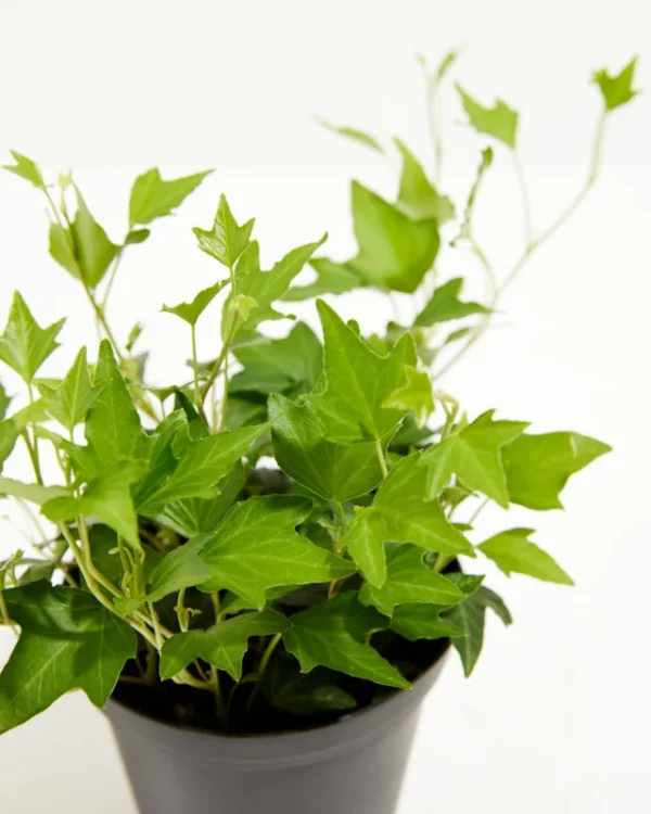 Needlepoint Ivy Plants 48 Pack - Hardy Groundcover in 1 3/4" Pots