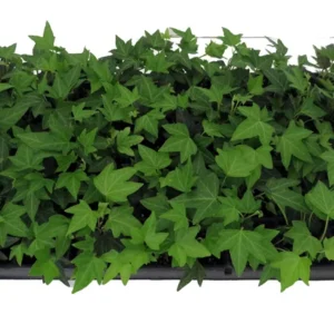 Needlepoint Ivy Plants 48 Pack - Hardy Groundcover in 1 3/4" Pots