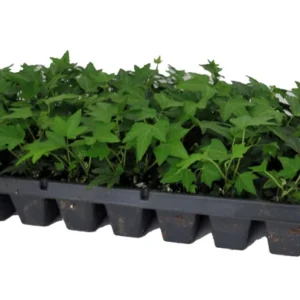 Needlepoint Ivy Plants 48 Pack - Hardy Groundcover in 1 3/4