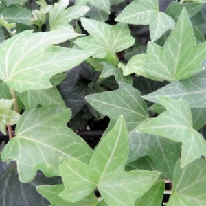 Needlepoint Ivy Plants 48 Pack - Hardy Groundcover in 1 3/4