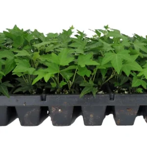 Needlepoint Ivy Plants 48 Pack - Hardy Groundcover in 1 3/4