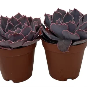 Neon Breakers Desert Rose Succulent - 2" Echeveria Plants - Vibrant Colors